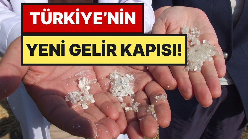 5 Yıl Boyunca "Acaba Sakız Verecek mi?" Diye Beklediler: İlk Hasatta Müjde Geldi