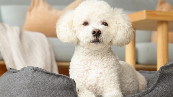 Poodle Beslenmesi Nasıl Olmalı?