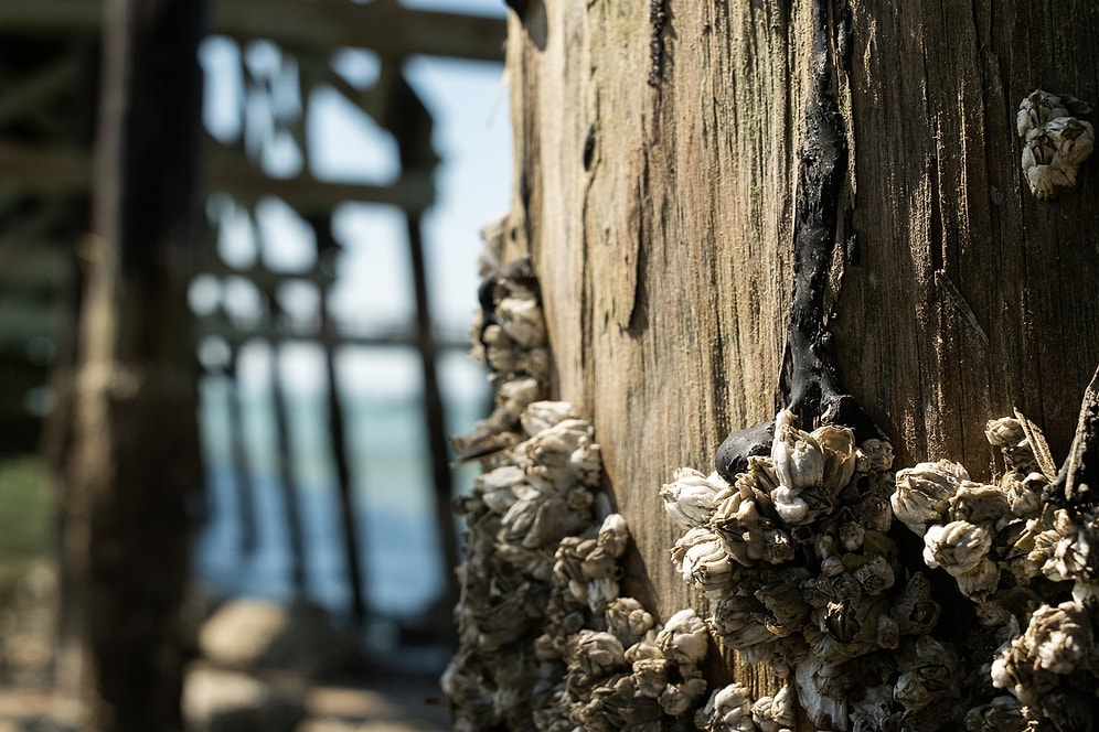 Major Ocean Cleanup Begins: Decades-Old Toxic Wooden Piles Removed One by One