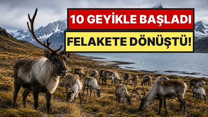 Adaya Bırakılan 10 Geyik Felakete Dönüştü