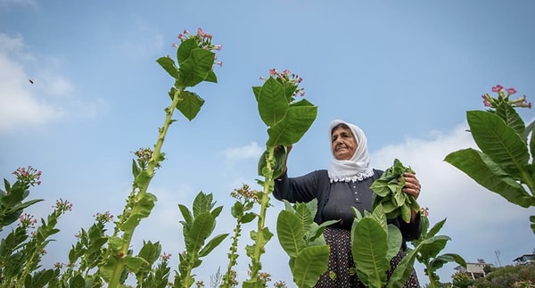 Teknolojinin ve makineleşmenin ulaşamadığı bu geleneksel yöntemde çiftçiler, kısa süren sezonu yetiştirebilmek adına günde 10-12 saat boyunca aralıksız çalışıyor.