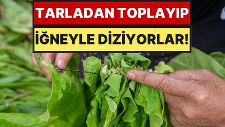 Tek Tek İğneden Geçirip Güneşe Asıyorlar: Çuvallara Doldurup Satışa Çıkarıyorlar