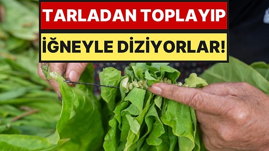 Tek Tek İğneden Geçirip Güneşe Asıyorlar: Çuvallara Doldurup Satışa Çıkarıyorlar
