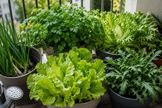 Plant Before Autumn Begins: Compact Greens That Harvest for Months on Your Balcony