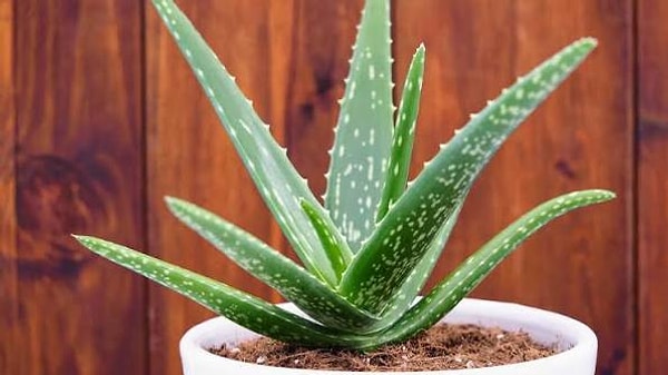 Bonus: Aloe Vera