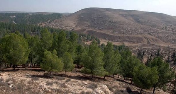 Ağaçlandırma çalışmalarının tamamen durdurulması yerine tür değişikliğine gidilmesi gerektiğini savunan uzmanlar, Halep çamı yerine çöl şartlarına daha uyumlu ağaçların dikilmesini öneriyor.