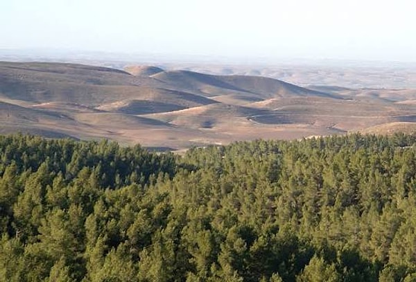 Environmentalists and experts argue that afforestation efforts, carried out under the guise of combating desertification, are causing harm to the region's unique ecosystem.