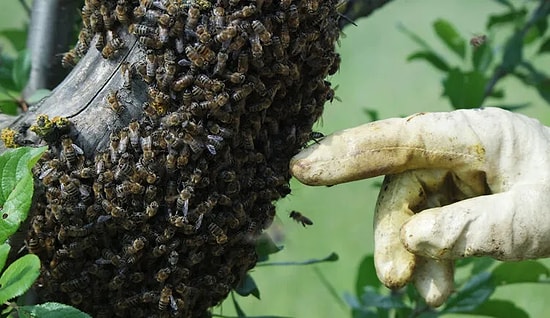Drunk Wasps Cause Alarm After Eating Fermented Fruit