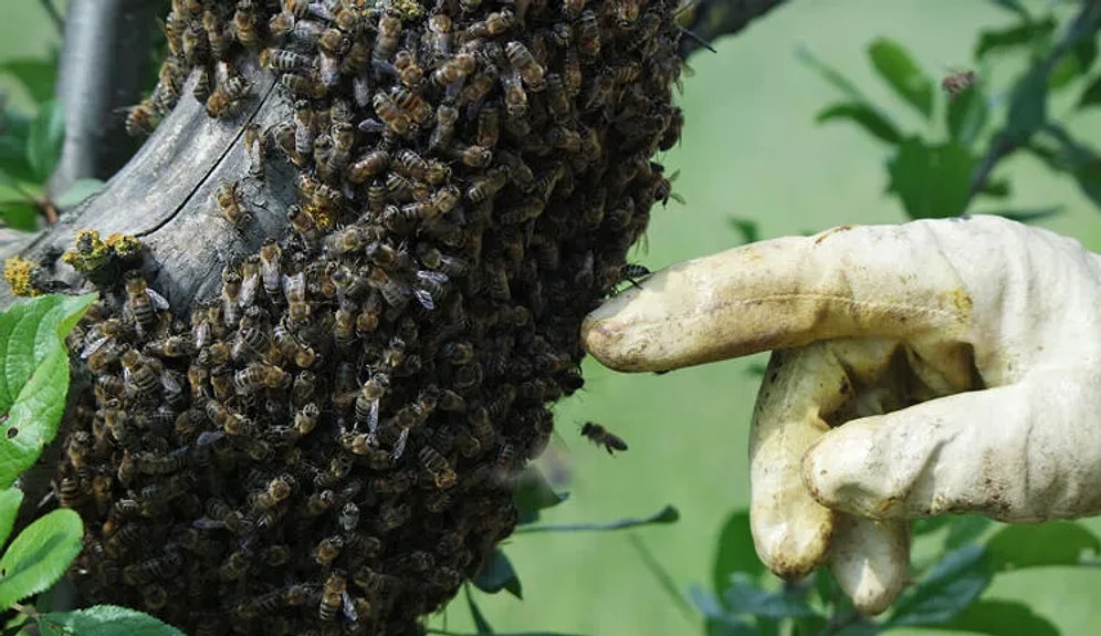 Drunk Wasps Cause Alarm After Eating Fermented Fruit
