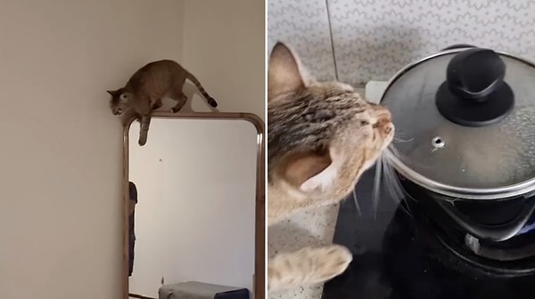 Not a Cat, a Terminator: Man Shares Chaotic Moments Only Tabby Cat Owners Understand