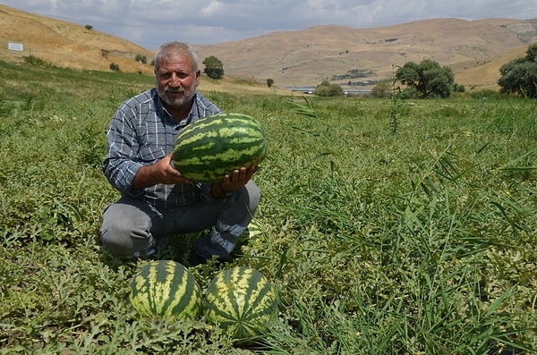 Bu yıl yaşanan bol yağışların verime olumlu yansıdığını belirten Tarım ve Orman İl Müdürü Necattin Gönç, kentteki karpuz üretiminin 230 bin tona ulaşmasının beklendiğini söyledi.