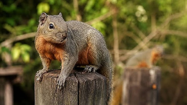 Florencia Gomez, the Secretary of Environmental Policy for Natural Resources at the Ministry of Environment and Sustainable Development, highlighted the health risks posed by animals.