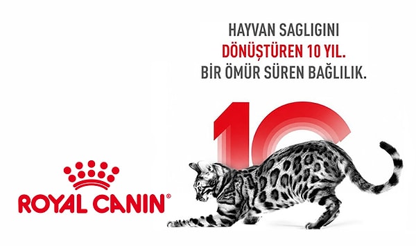Toplumsal dayanışma: Sokaktaki dostlarımız ve görev hayvanları.
