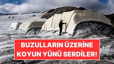 Buzulun Üzerine 200 Metrekare Koyun Yünü Serdiler: İlk Sonuçlar Şaşırttı
