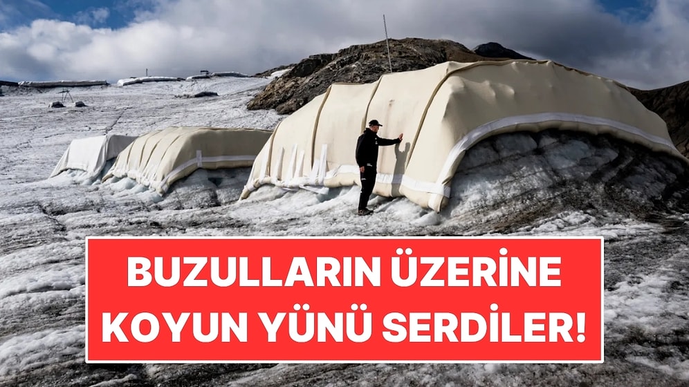 Buzulun Üzerine 200 Metrekare Koyun Yünü Serdiler: İlk Sonuçlar Şaşırttı
