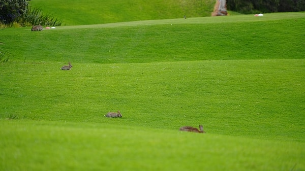 İstila yalnızca golf sahalarıyla sınırlı kalmayıp tarım arazilerini de tehdit ediyor.
