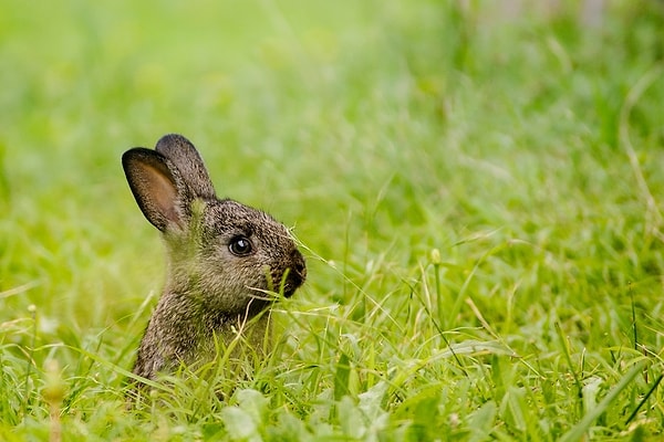 The Invasive Species Council along with experts are raising the alarm that the country is heading towards an animal invasion of "plague proportions", unseen since the 1990s.