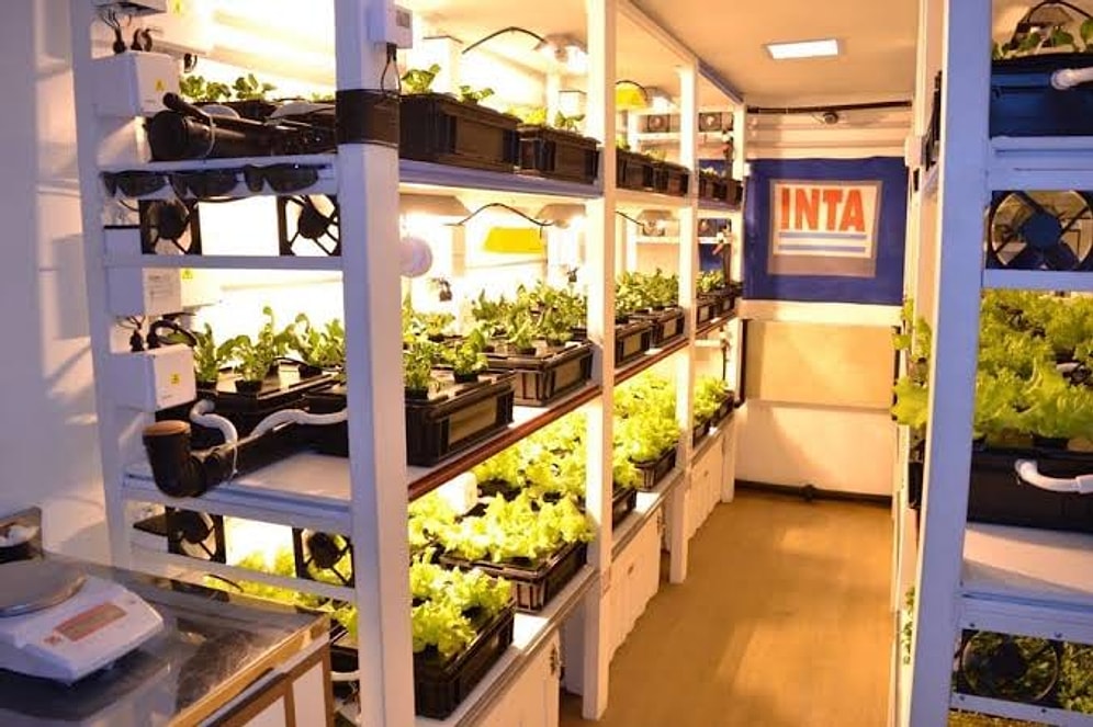 Agricultural Breakthrough: Scientists Successfully Grow Vegetables in Icy Antarctica