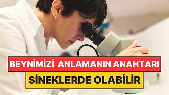 İnsan Beynini Anlamanın Anahtarı Sineklerde Olabilir: Tüm Sinir Sistemi Haritalandı