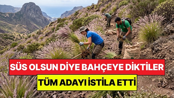 Süs Olsun Diye Diktikleri Bitki Koca Adayı İstila Etti