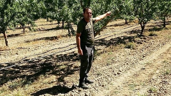 Yeşilhisar'ın sert iklim şartlarına uyum sağlamak amacıyla bahar dondurucu soğuklarından etkilenmeyen özel bir türe yönelen Habanoğlu, "Makako" cinsi badem ağaçlarını tercih etti:
