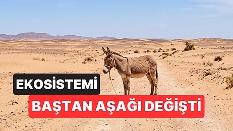 Çölün Ortasına Bırakılan 11 Eşek Yıllar Sonra Her Şeyi Değiştirdi