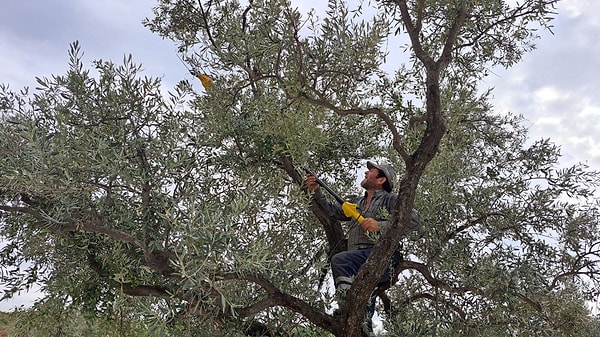 Narenciyede Bahçe Fiyatı 5 Liraya Bile Düştü, Alıcı Yok