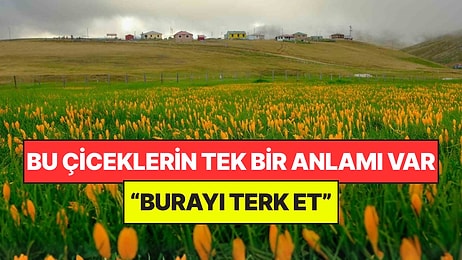 Yılda Sadece Bir Kere Açıyor: Bu Çiçeklerin Açması “Burayı Terk Et” Anlamına Geliyor
