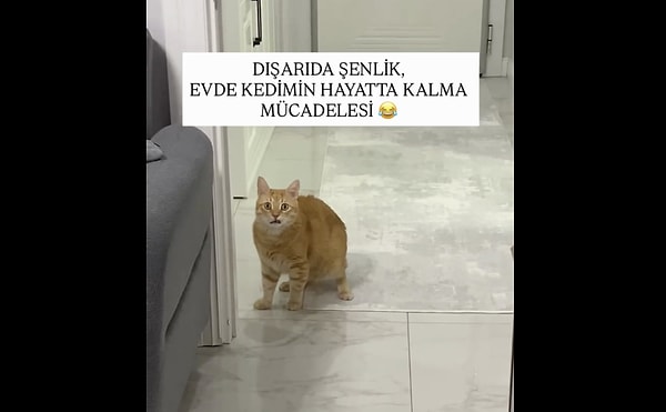 Evcil hayvanlar yüksek seslerden neden bu kadar korkar?