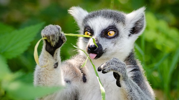 Madagaskar: Şaşırtıcı Biyoçeşitlilik