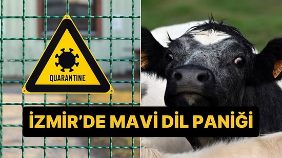 İzmir'de 15 Mahalle 40 Gün Karantinada: Sebebi Mavi Dil Hastalığı