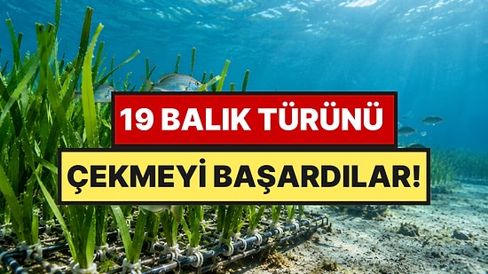 Deniz Dibine Plastik Çayırlar Döşediler: Balıklar Peşini Bırakmadı