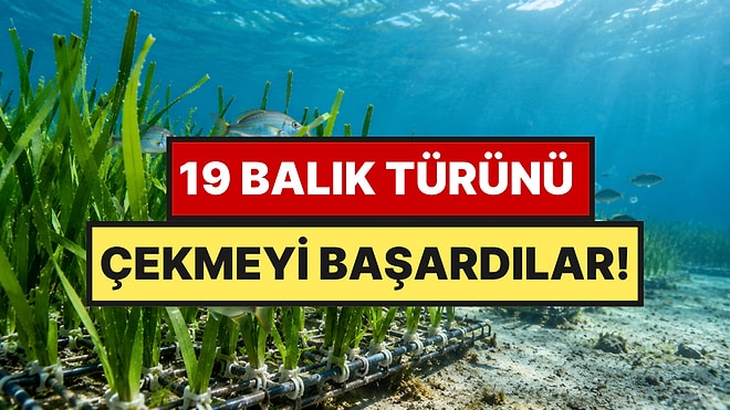 Deniz Dibine Plastik Çayırlar Döşediler: Balıklar Peşini Bırakmadı