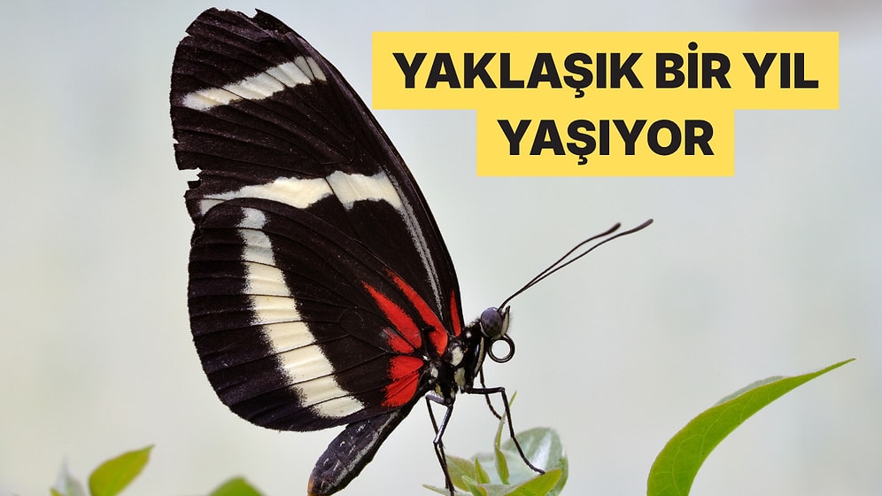 Bu Kelebek Türü Akrabalarından 25 Kat Daha Uzun Yaşıyor
