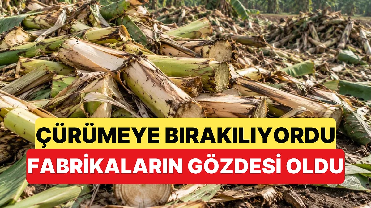 Tarlada Çürümeye Terk Edilen Muz Sapı Fabrikaların Gözdesi Oldu