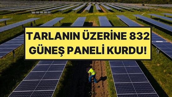 832 Güneş Paneliyle Kaplı Tarlada Hasat Yaptı: Verim Yüzde 80’e Ulaştı