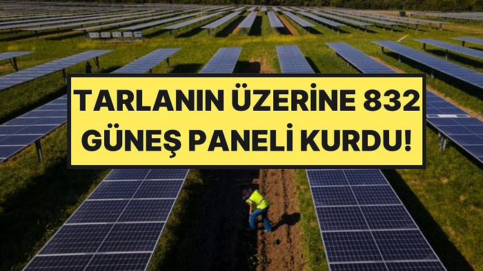832 Güneş Paneliyle Kaplı Tarlada Hasat Yaptı: Verim Yüzde 80’e Ulaştı