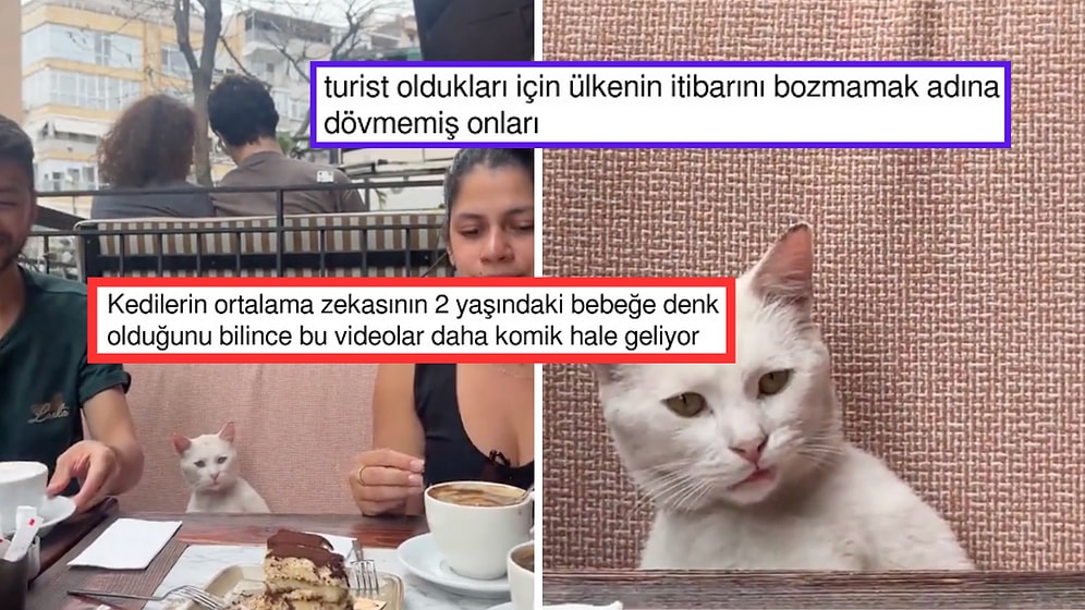 İstanbul'da Turistler Tarafından Uykusundan Uyandırılan Kedinin Pek Bi' Sinirli Tepkisi Viral Oldu