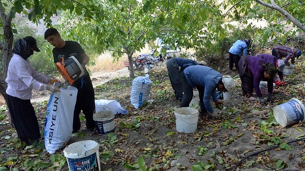 Çıpkıcının Yevmiyesi 5 Bin Lira: "Geçimimizi Cevizden Sağlıyoruz"