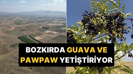 Emekli Öğretmen Bozkırın Ortasındaki Araziyi 4 Bin Ağaçla Yeşertti
