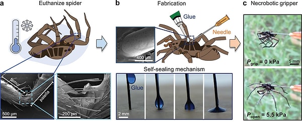 When a spider dies, the pressure disappears and the flexor muscles pull the legs inward.