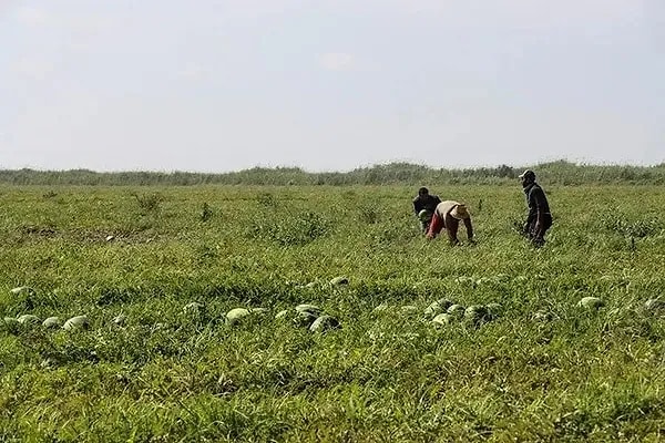Kabuğundaki belirgin çizgileriyle öne çıkan ürünler ilçe pazarlarında alıcı buluyor