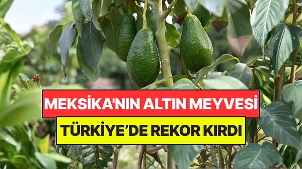Meksika'nın Altın Meyvesi Türkiye’de Çiftçinin Favorisi Oldu