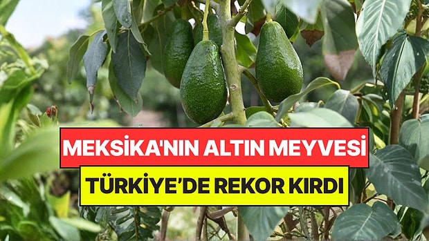 Meksika'nın Altın Meyvesi Türkiye’de Rekor Kırdı: Sağlıklı Beslenmenin Temeli Oldu