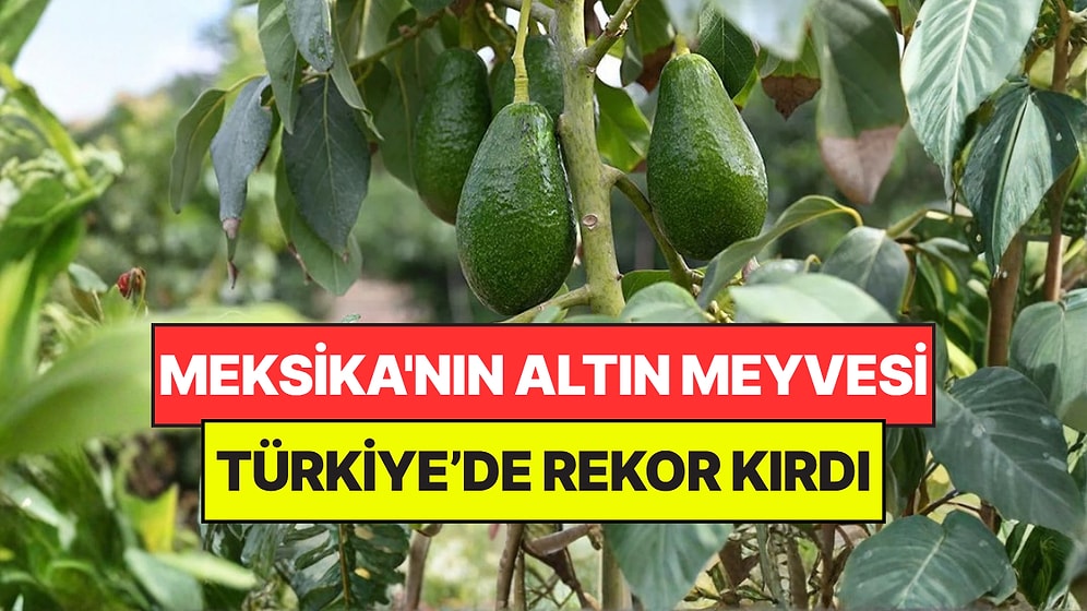Meksika'nın Altın Meyvesi Türkiye’de Rekor Kırdı: Sağlıklı Beslenmenin Temeli Oldu