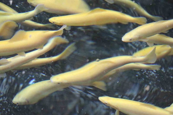Soğuk suda 16 aya kadar büyüyen balığın eti daha sıkı oluyor