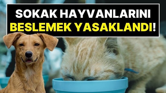 Erzurum'da Sokak Hayvanlarının Beslenmesi Yasaklandı