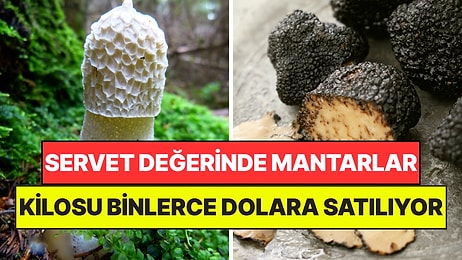 Kilosu Binlerce Dolara Satılıyor: Dünyanın En Pahalı Mantarları Belli Oldu