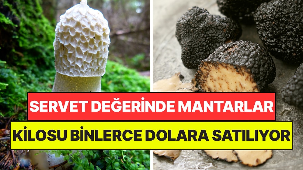 Kilosu Binlerce Dolara Satılıyor: Dünyanın En Pahalı Mantarları Belli Oldu