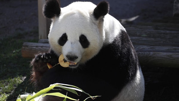 İki panda Atlanta yolunda.